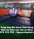 bat-xanh-cam-vang11