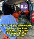 bat-xanh-cam-vang23