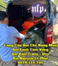 bat-xanh-cam-vang26